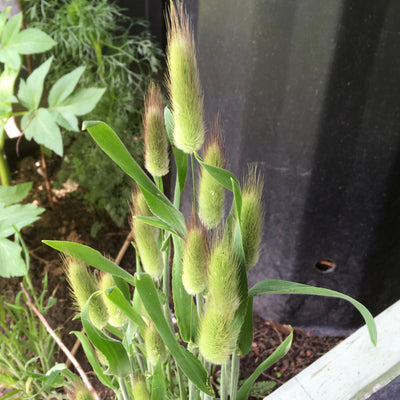 Puriri Lane | Lagurus ovatus | Hares Tail