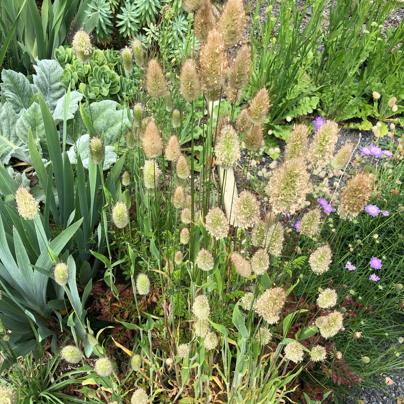 Puriri Lane | Lagurus ovatus | Hares Tail