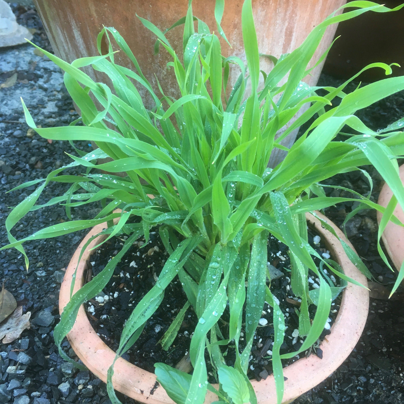 Puriri Lane | Lagurus ovatus | Hares Tail