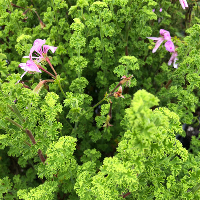 Puriri Lane | Pelargonium crispum | Lemon Scented