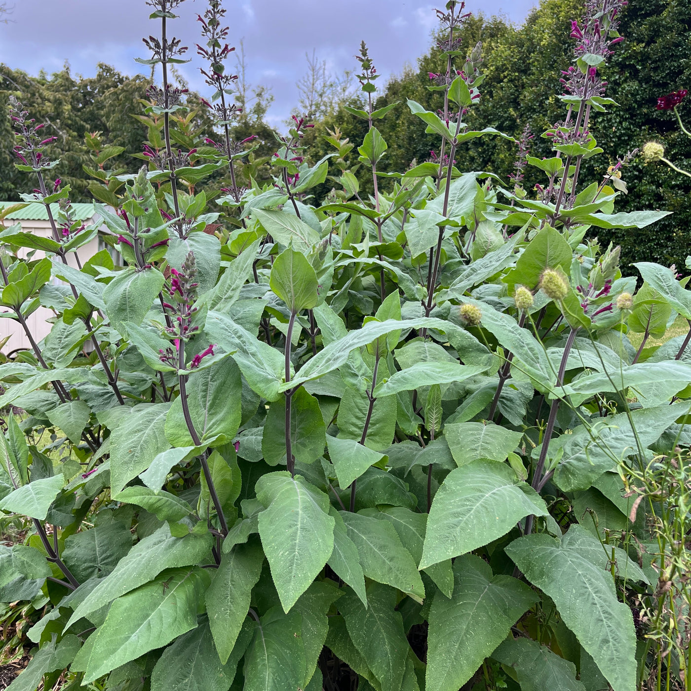 Puriri Lane | Lepechinia salviae