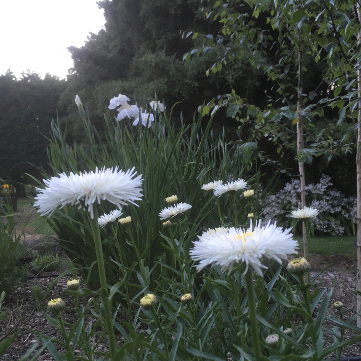 Puriri Lane | Leucanthemum  superbum x  | Osiris Neige