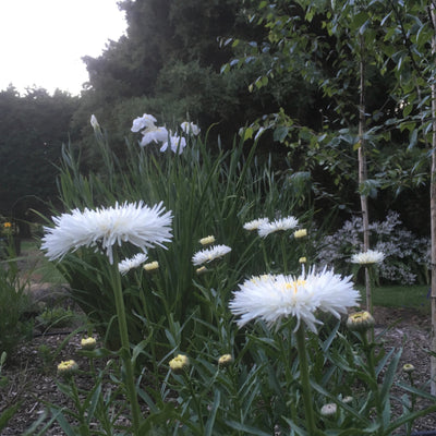 Puriri Lane | Leucanthemum  superbum x  | Osiris Neige