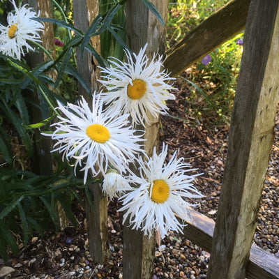 Puriri Lane | Leucanthemum x superbum | Shapcott Ruffles