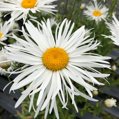 Puriri Lane | Leucanthemum x superbum | Shapcott Ruffles