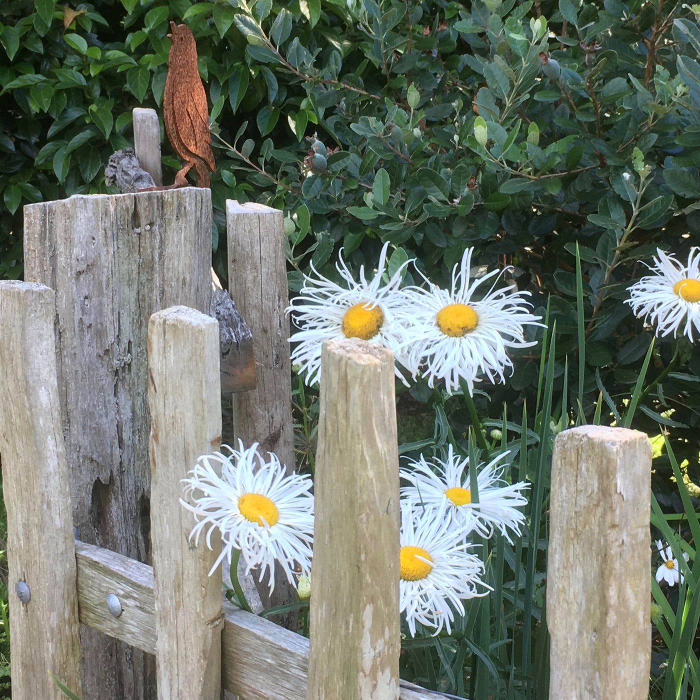 Puriri Lane | Leucanthemum x superbum | Shapcott Ruffles