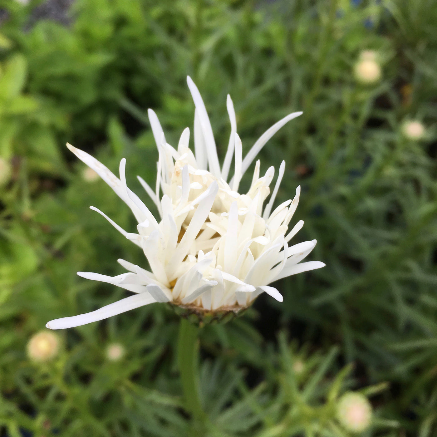 Puriri Lane | Leucanthemum x superbum | Shapcott Ruffles