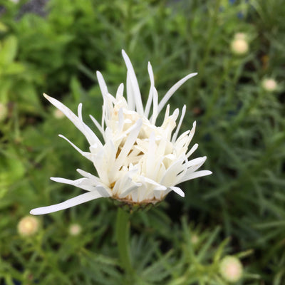 Puriri Lane | Leucanthemum x superbum | Shapcott Ruffles