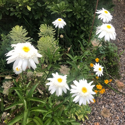 Puriri Lane | Leucanthemum superbum | Wirral Supreme