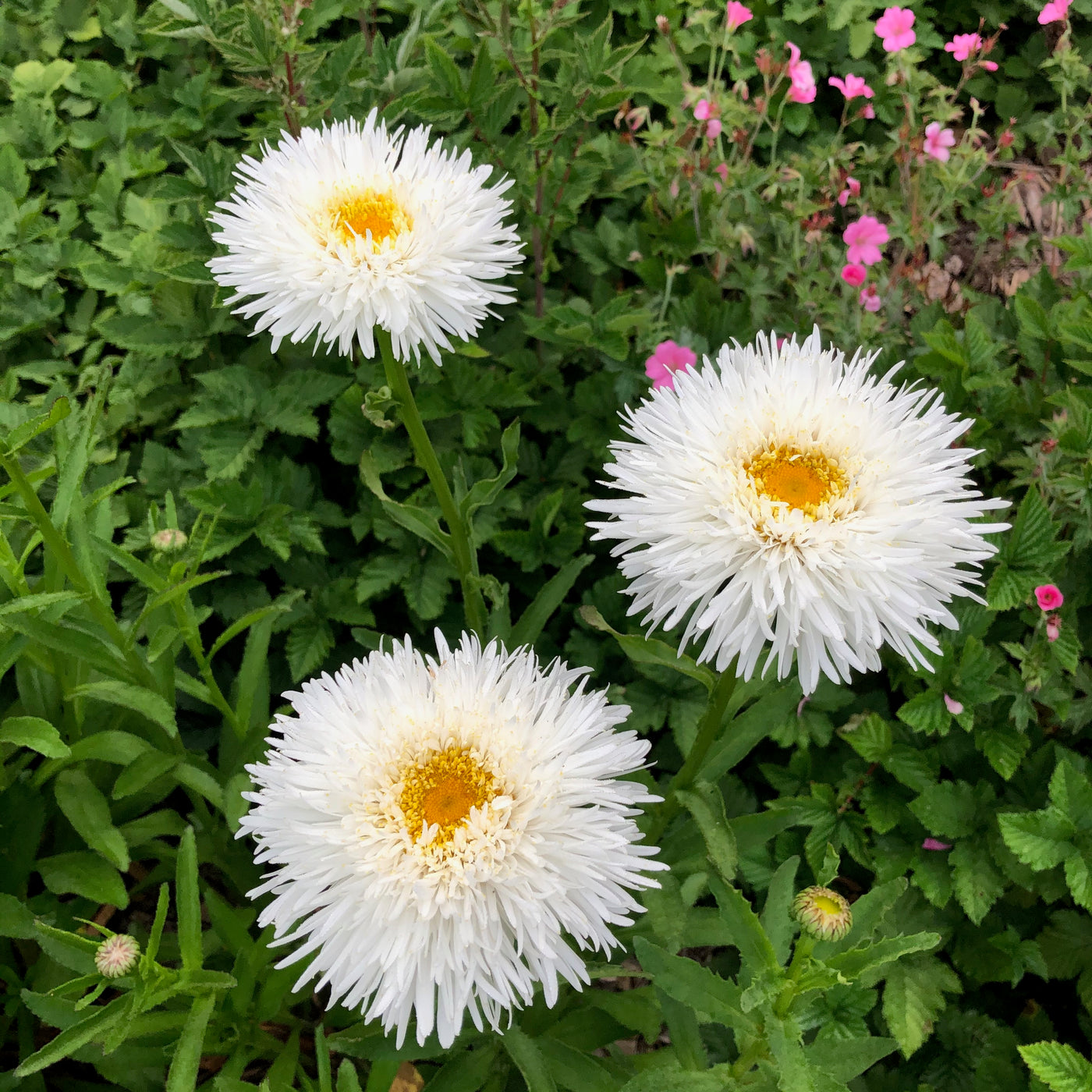 Puriri Lane | Leucanthemum  superbum x  | Osiris Neige