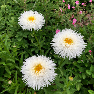 Puriri Lane | Leucanthemum  superbum x  | Osiris Neige
