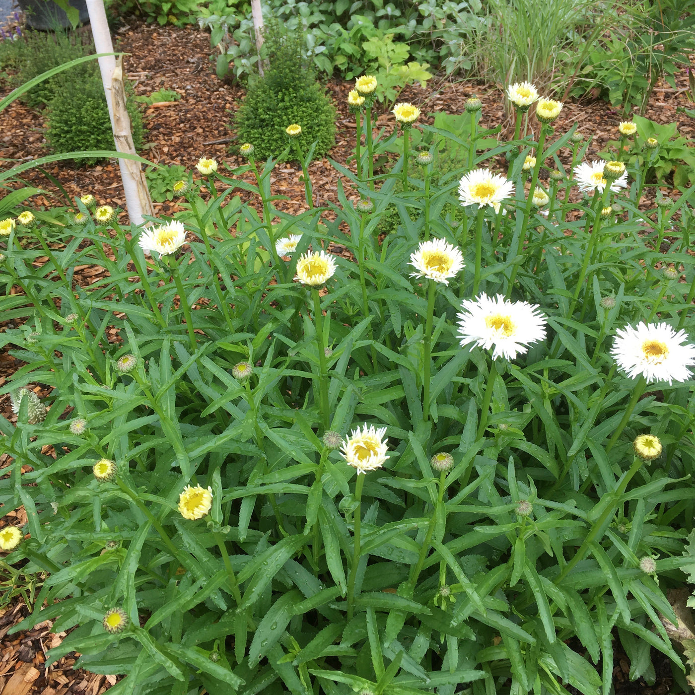 Puriri Lane | Leucanthemum superbum x | Osiris Neige