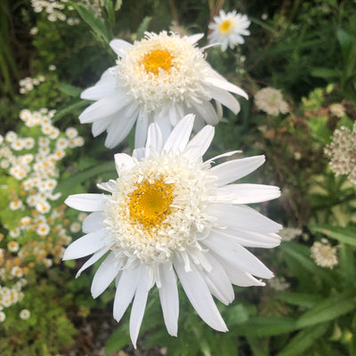 Puriri Lane | Leucanthemum superbum | Wirral Supreme