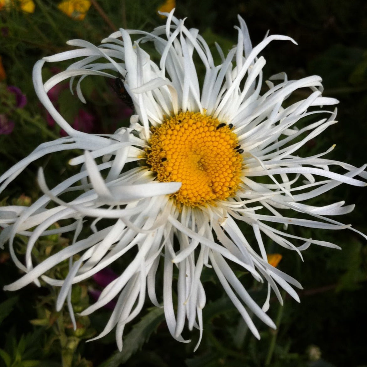 Puriri Lane | Leucanthemum | Phyllis Smith