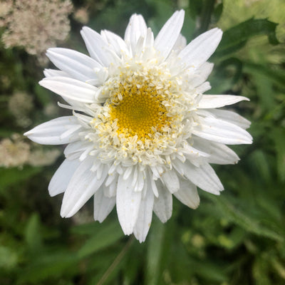 Puriri Lane | Leucanthemum superbum | Wirral Supreme