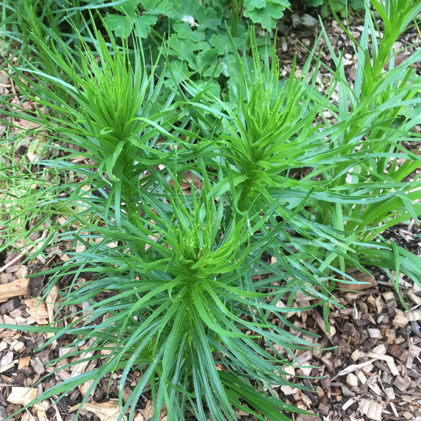 Puriri Lane | Liatris spictata | Floristan White