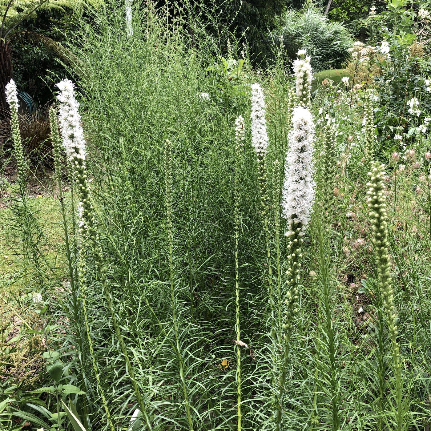 Puriri Lane | Liatris spictata | Floristan White