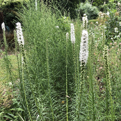 Puriri Lane | Liatris spictata | Floristan White