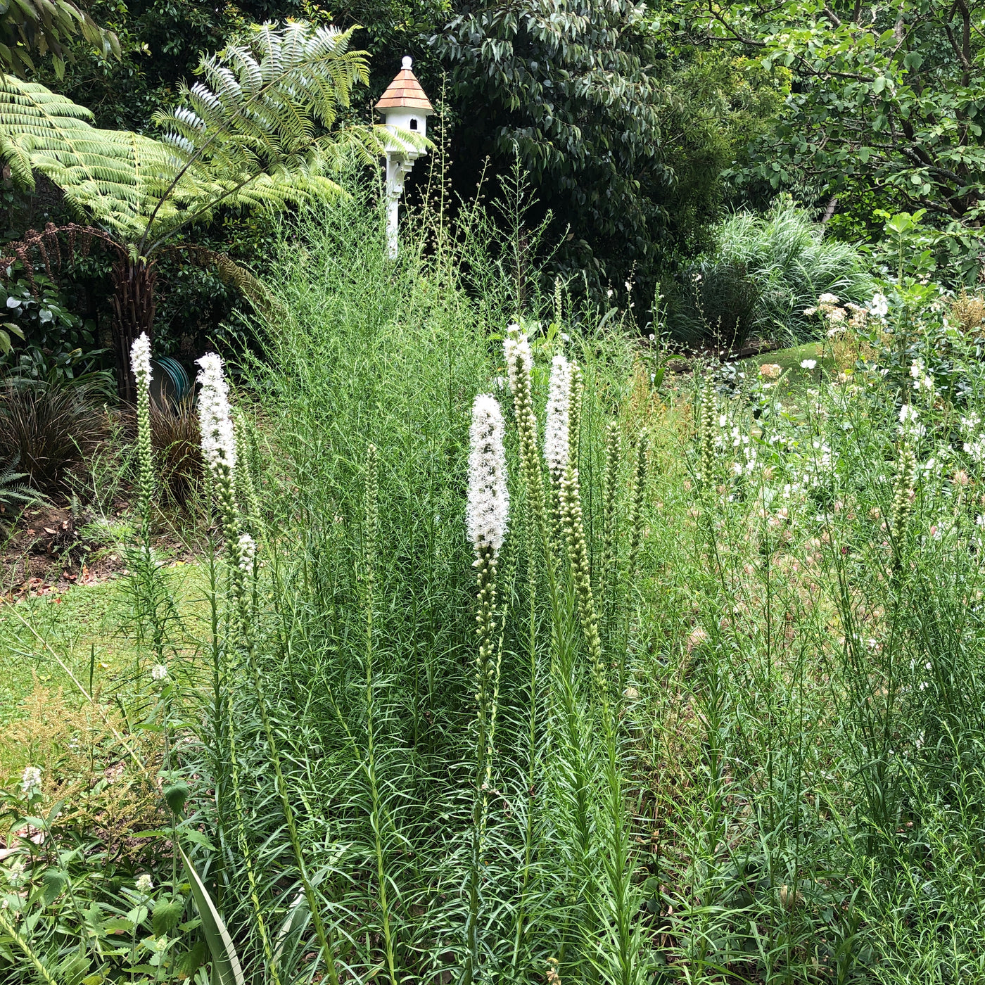 Puriri Lane | Liatris spictata | Floristan White