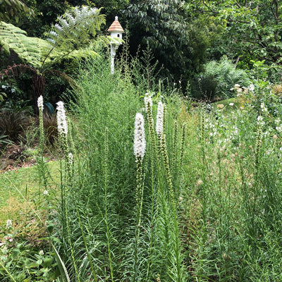 Puriri Lane | Liatris spictata | Floristan White