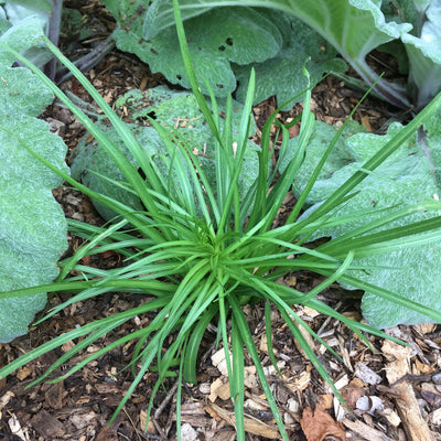 Puriri Lane | Liatris spictata | Floristan White