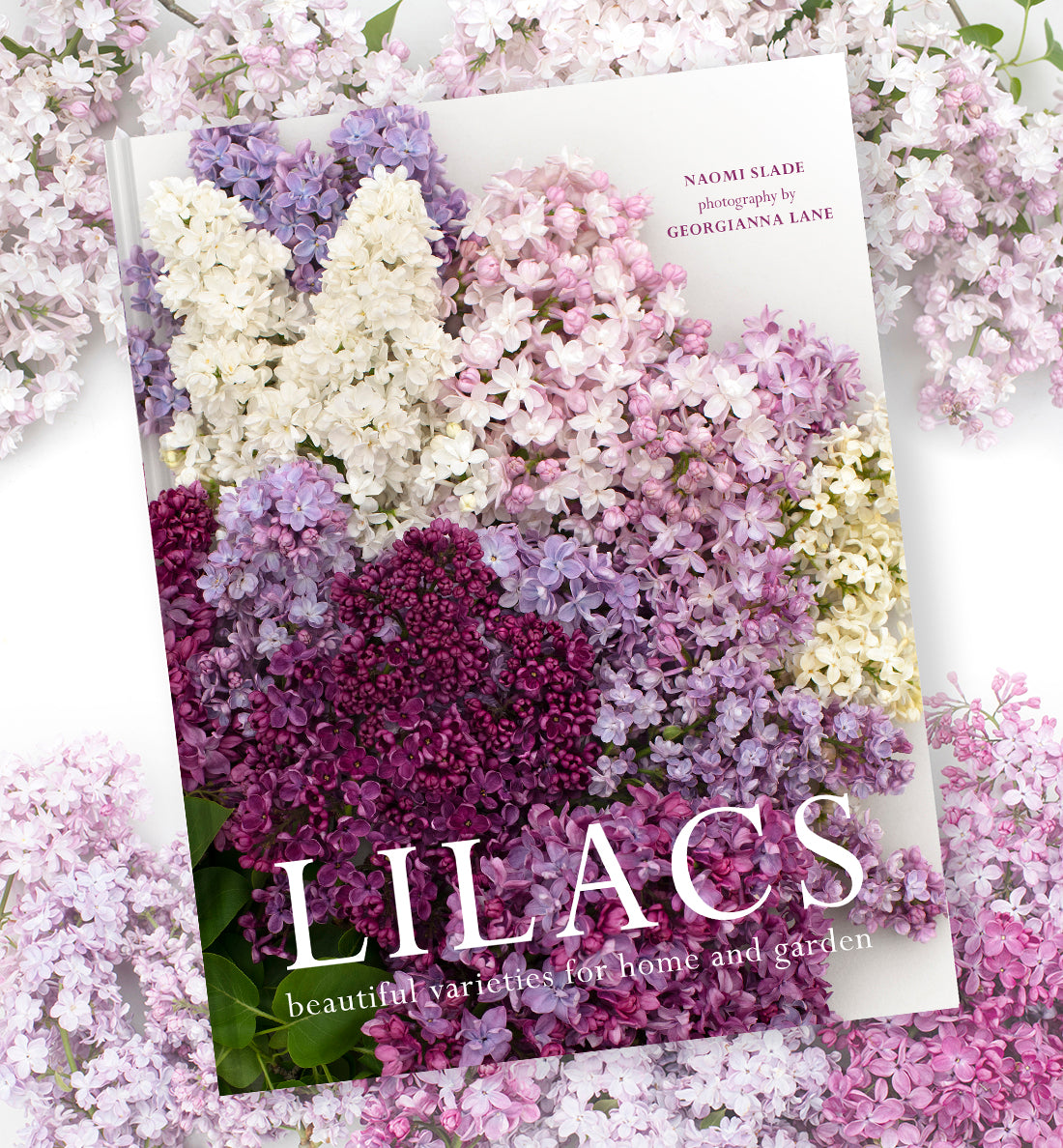 Puriri Lane | Lilacs | Beautiful Varieties For Home & Garden | Naomi Shade
