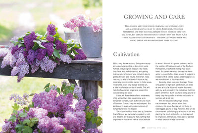 Puriri Lane | Lilacs | Beautiful Varieties For Home & Garden | Naomi Shade