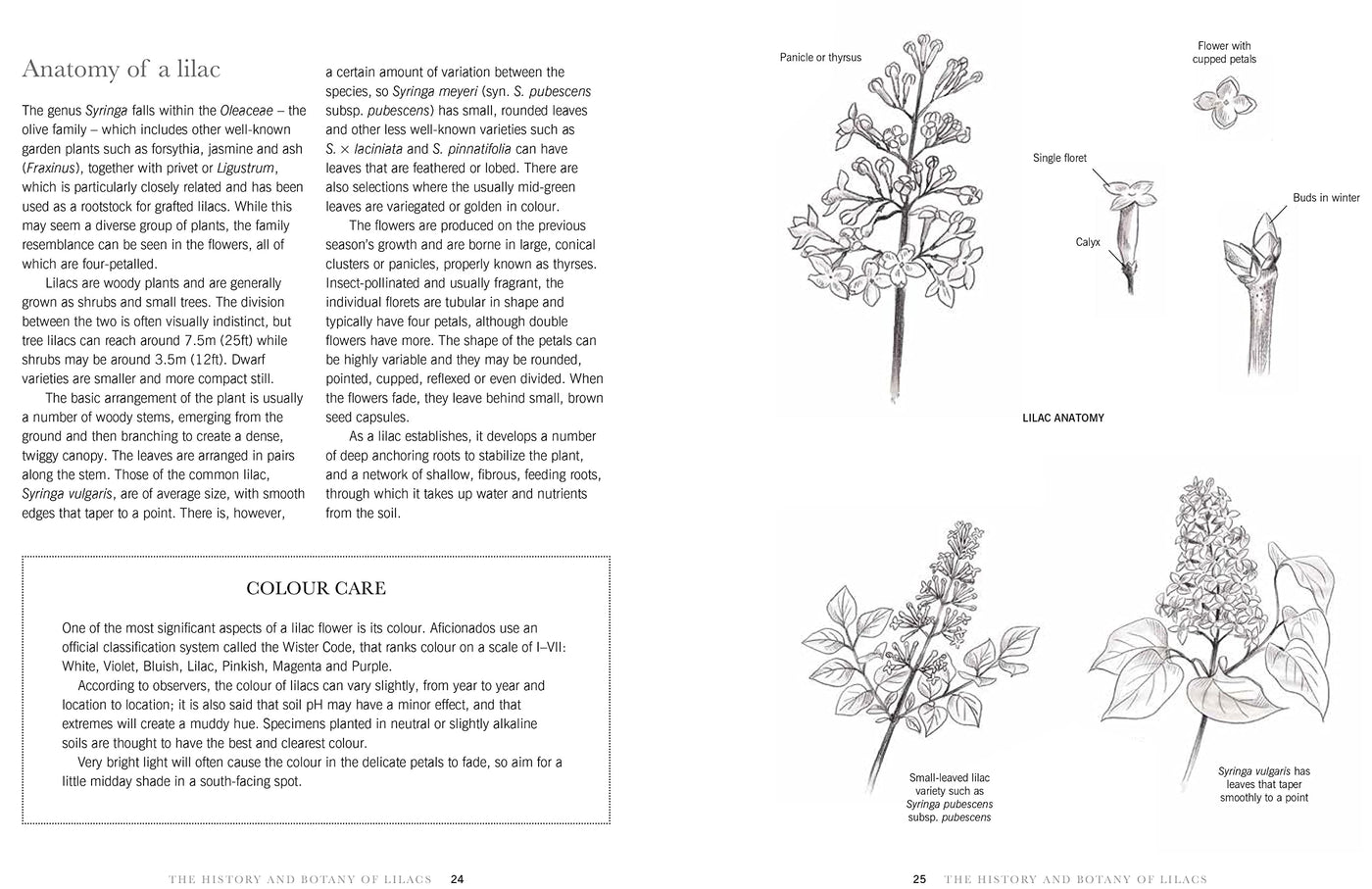 Puriri Lane | Lilacs | Beautiful Varieties For Home & Garden | Naomi Shade