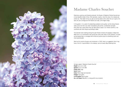 Puriri Lane | Lilacs | Beautiful Varieties For Home & Garden | Naomi Shade