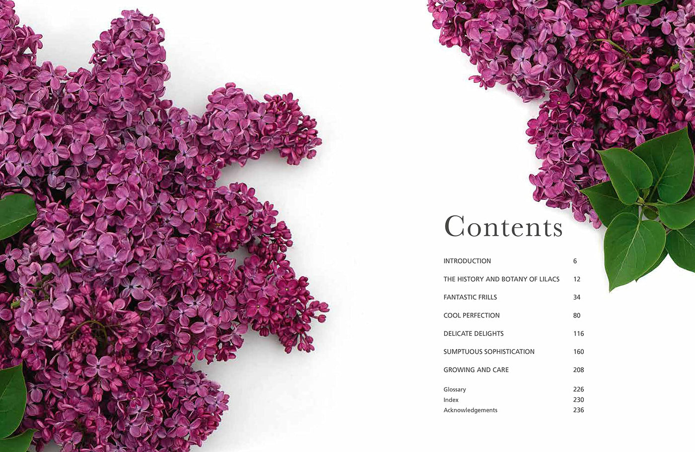 Puriri Lane | Lilacs | Beautiful Varieties For Home & Garden | Naomi Shade