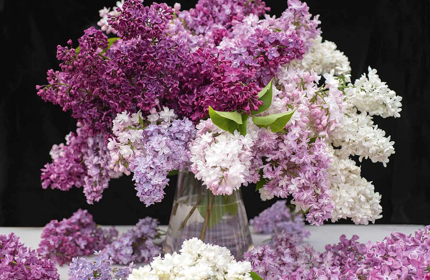 Puriri Lane | Lilacs | Beautiful Varieties For Home & Garden | Naomi Shade
