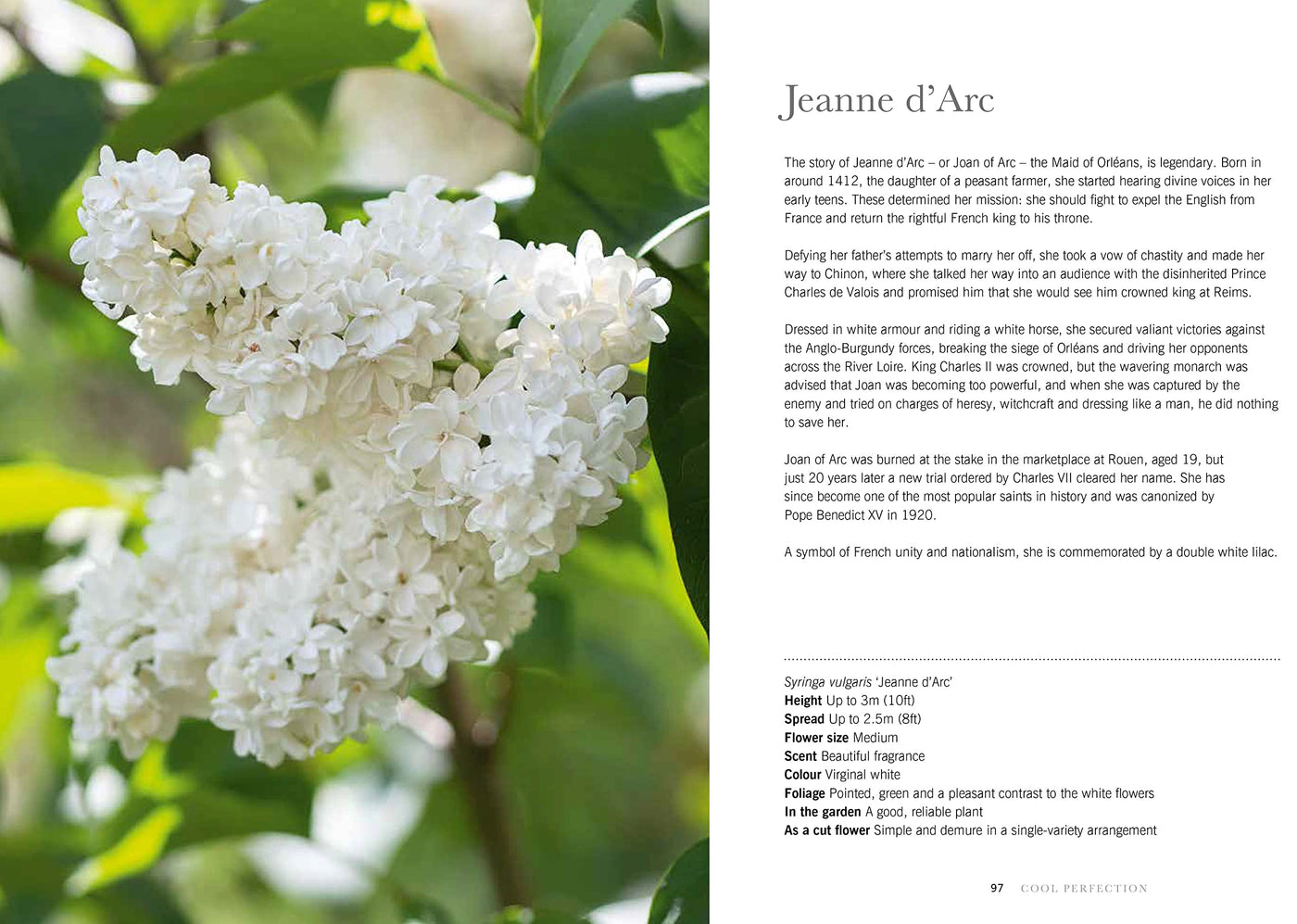 Puriri Lane | Lilacs | Beautiful Varieties For Home & Garden | Naomi Shade