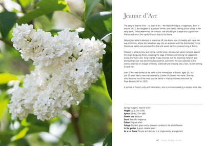 Puriri Lane | Lilacs | Beautiful Varieties For Home & Garden | Naomi Shade