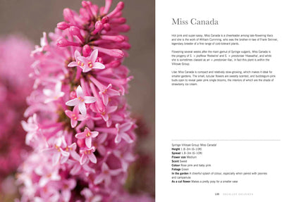 Puriri Lane | Lilacs | Beautiful Varieties For Home & Garden | Naomi Shade