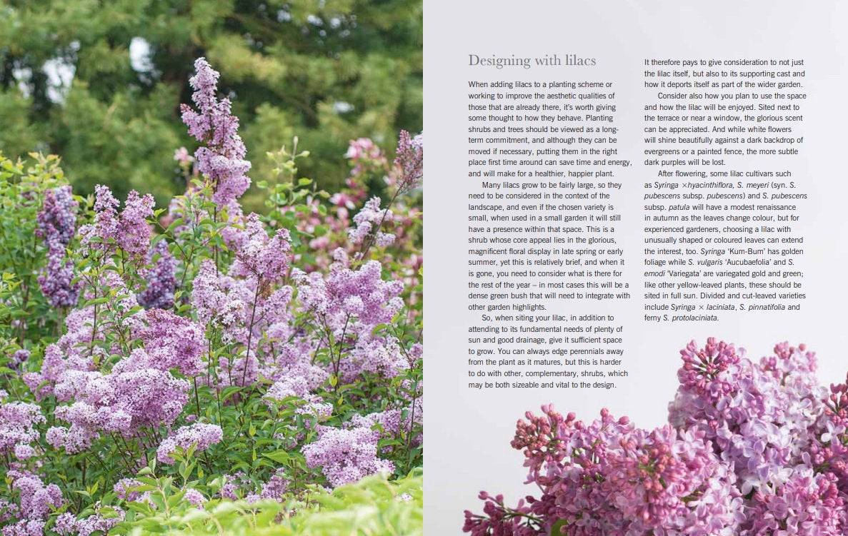 Puriri Lane | Lilacs | Beautiful Varieties For Home & Garden | Naomi Shade