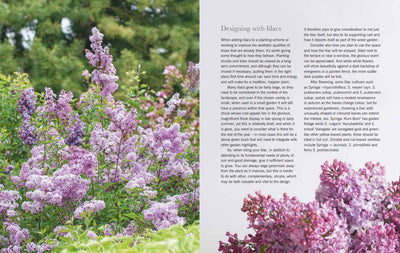 Puriri Lane | Lilacs | Beautiful Varieties For Home & Garden | Naomi Shade