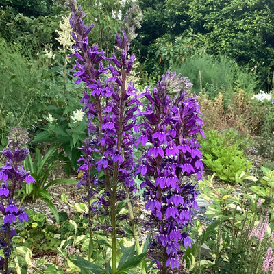 Puriri Lane | Lobelia x speciosa verdrariensis