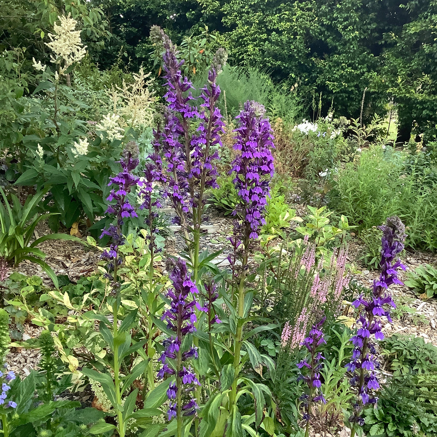 Puriri Lane | Lobelia x speciosa verdrariensis