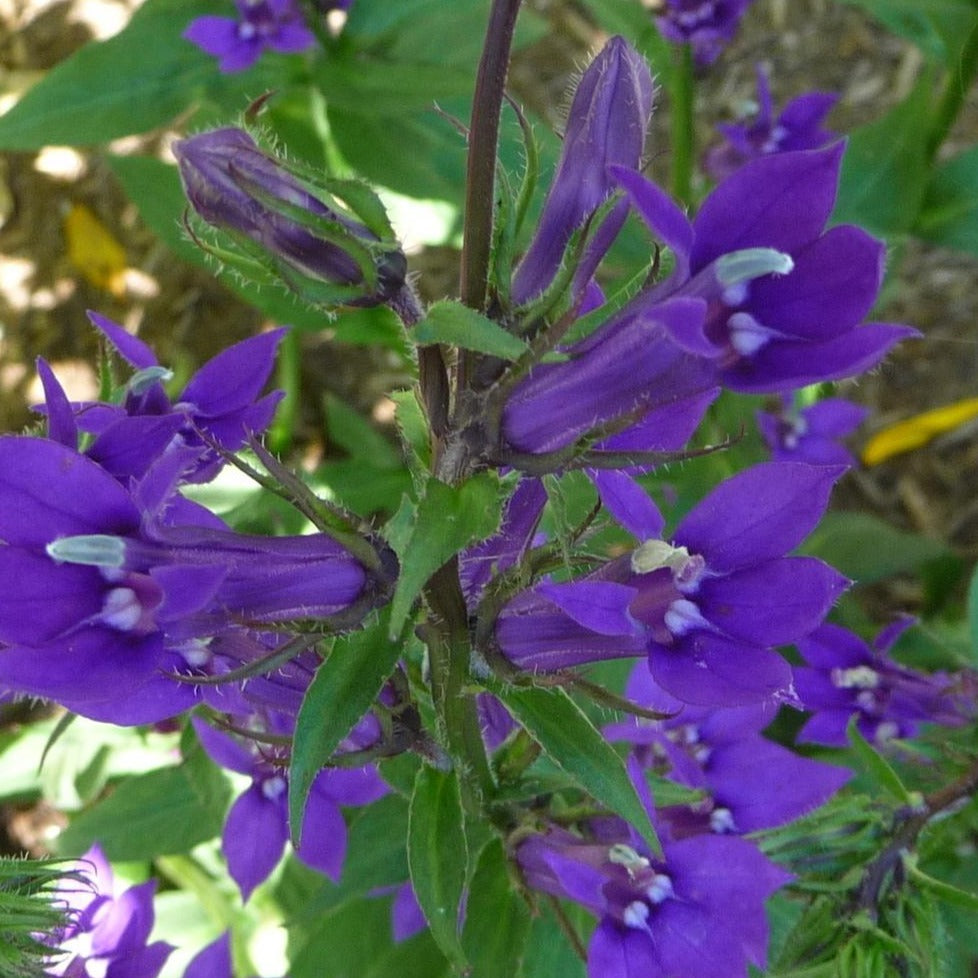 Puriri Lane | Lobelia x speciosa verdrariensis