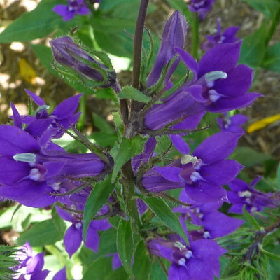 Puriri Lane | Lobelia x speciosa verdrariensis