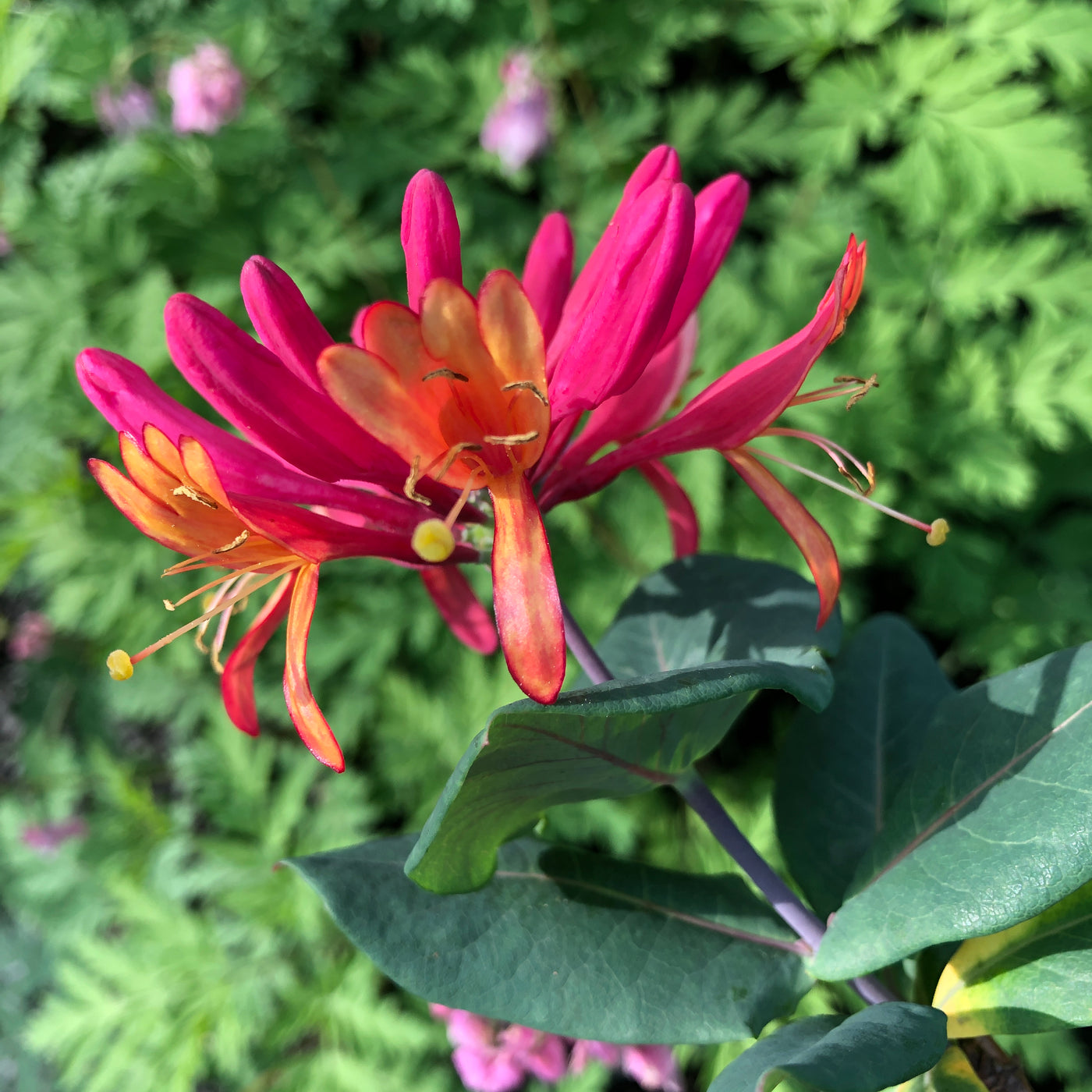 Puriri Lane | Lonicera X Heckrottii | Goldflame