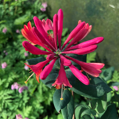 Puriri Lane | Lonicera X Heckrottii | Goldflame