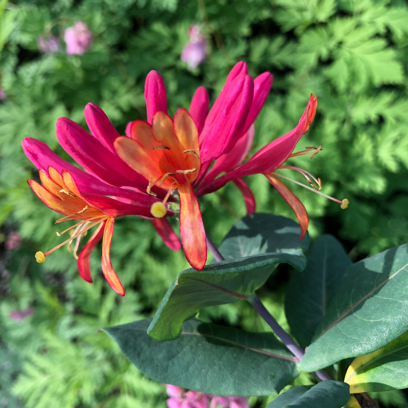 Puriri Lane | Lonicera X Heckrottii | Goldflame