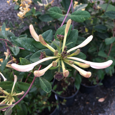 Puriri Lane | Lonicera periclymenum | Graham Thomas