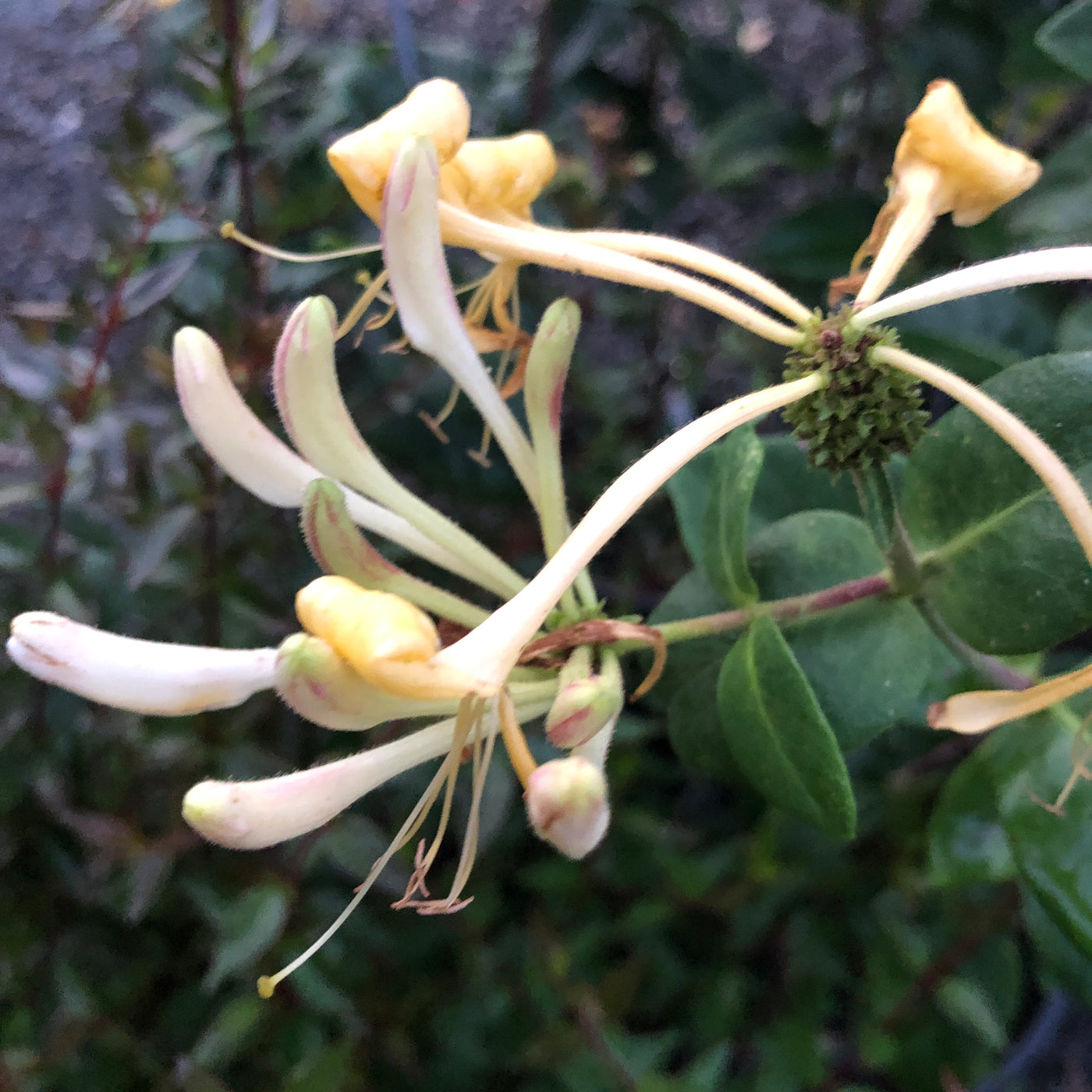 Puriri Lane | Lonicera periclymenum | Graham Thomas
