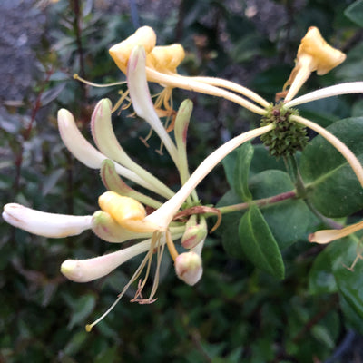 Puriri Lane | Lonicera periclymenum | Graham Thomas