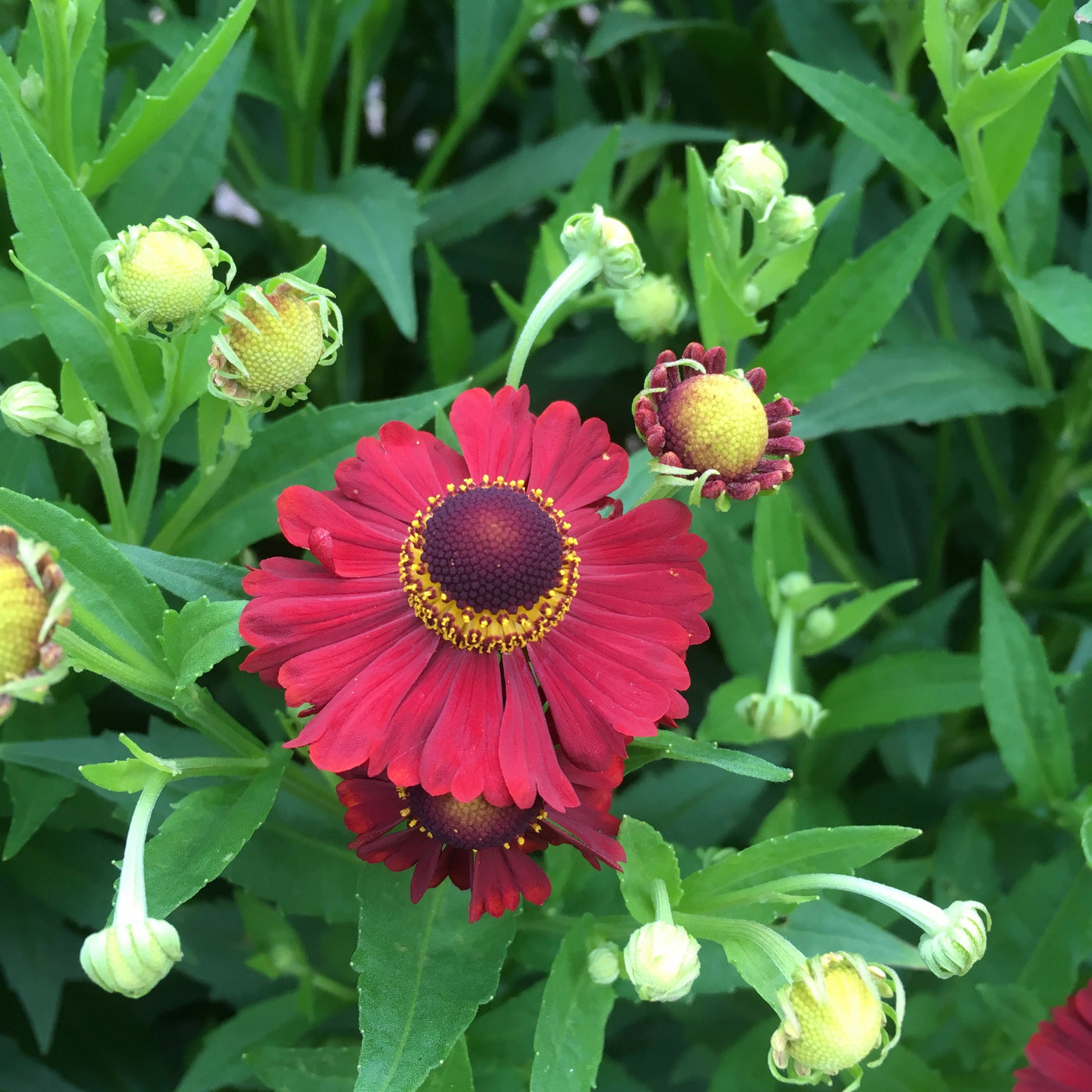 Puriri Lane | Helenium | Lord of Flanders