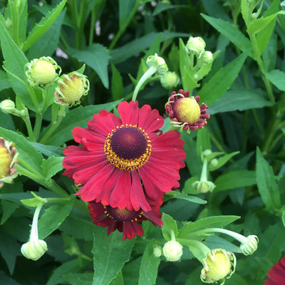 Puriri Lane | Helenium | Lord of Flanders