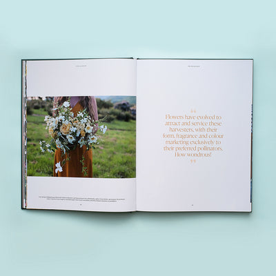 Puriri Lane | Lost & Found | Zoë Field 