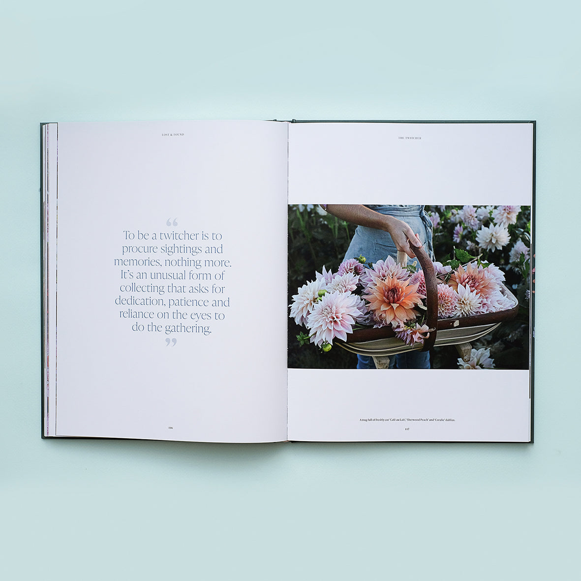 Puriri Lane | Lost & Found | Zoë Field 